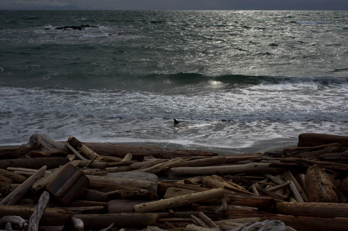 Grandma's Cove, Friday Harbor, US Pacific Northwest, United States — 2