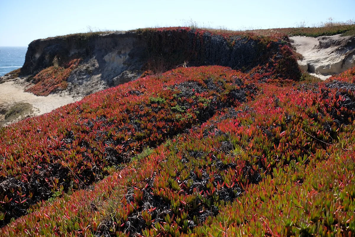 Mendocino Headlands State Beach, Mendocino, California Coast, United States — 3