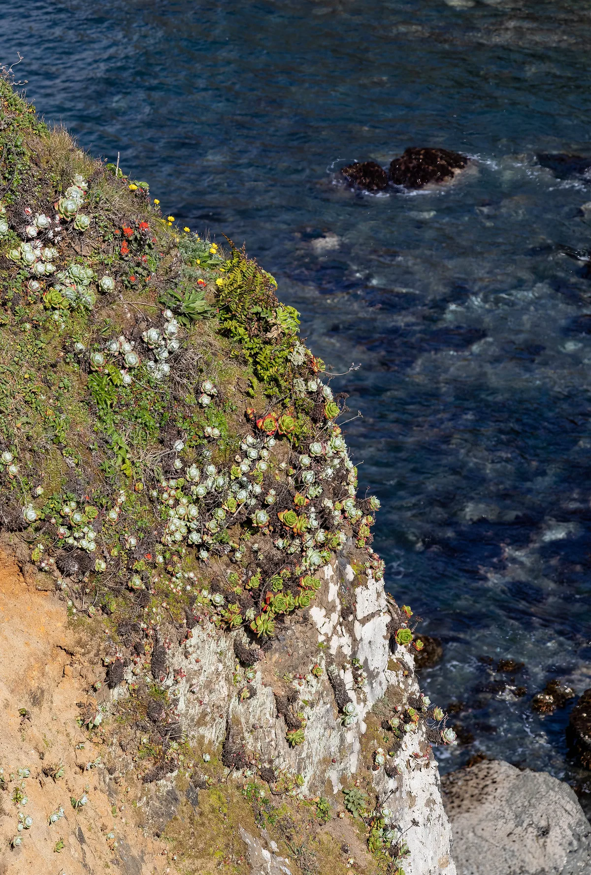 Mendocino Headlands State Beach, Mendocino, California Coast, United States — 2
