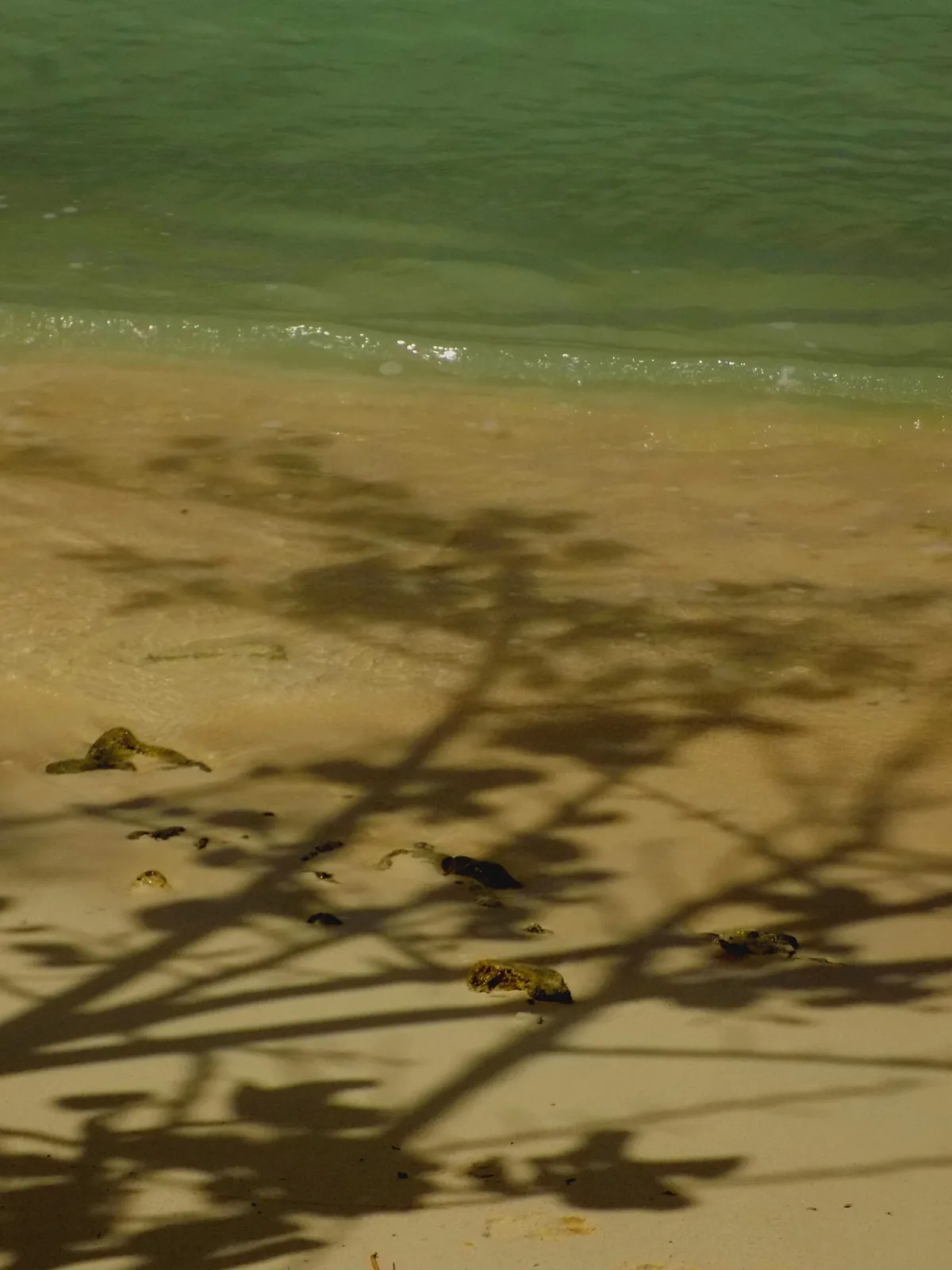 Surfside Beach, Oranjestad, Lesser Antilles, Aruba — 5