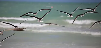 Holbox-Strand, Lázaro Cárdenas, Yucatan Peninsula, Mexiko — 4