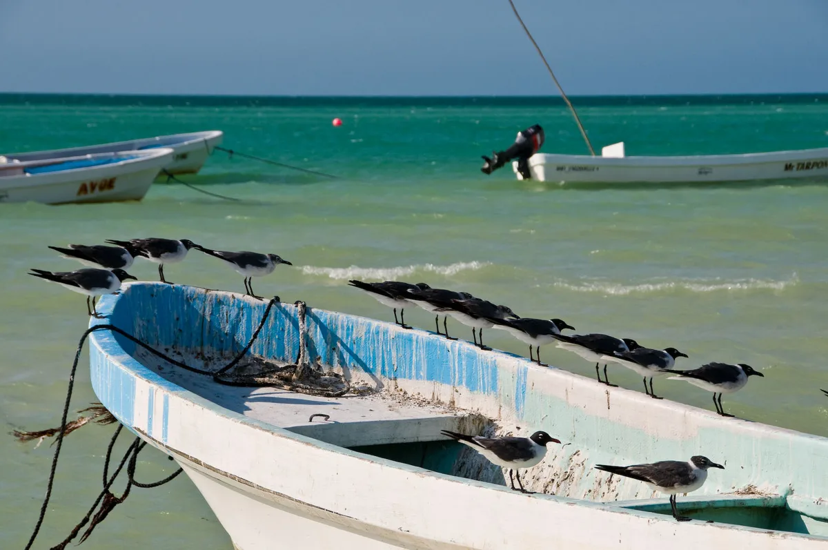 Holbox-Strand, Lázaro Cárdenas, Yucatan Peninsula, Mexiko — 5