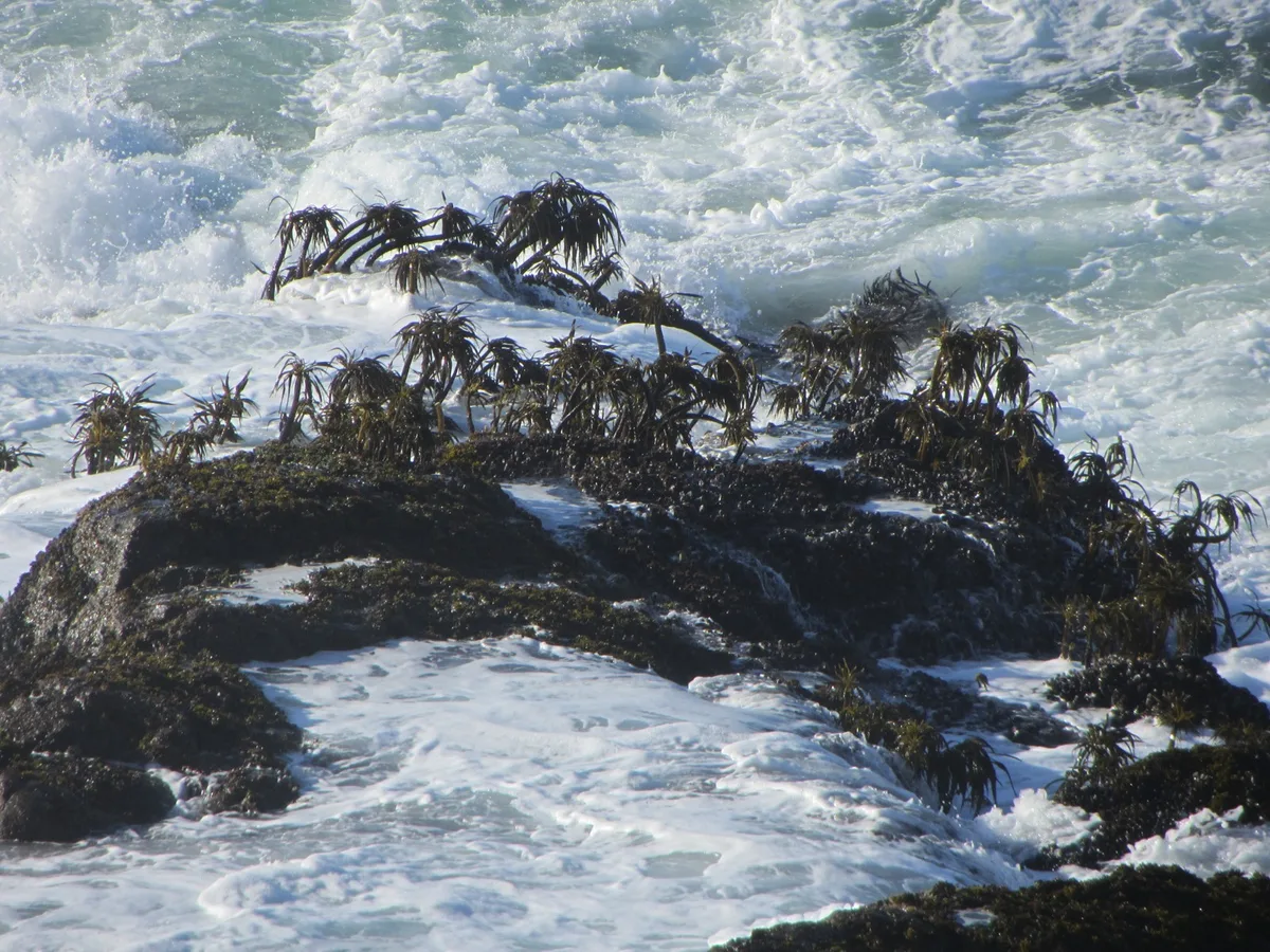 Playa de Pudding Creek, Fort Bragg, California Coast, Estados Unidos — 6