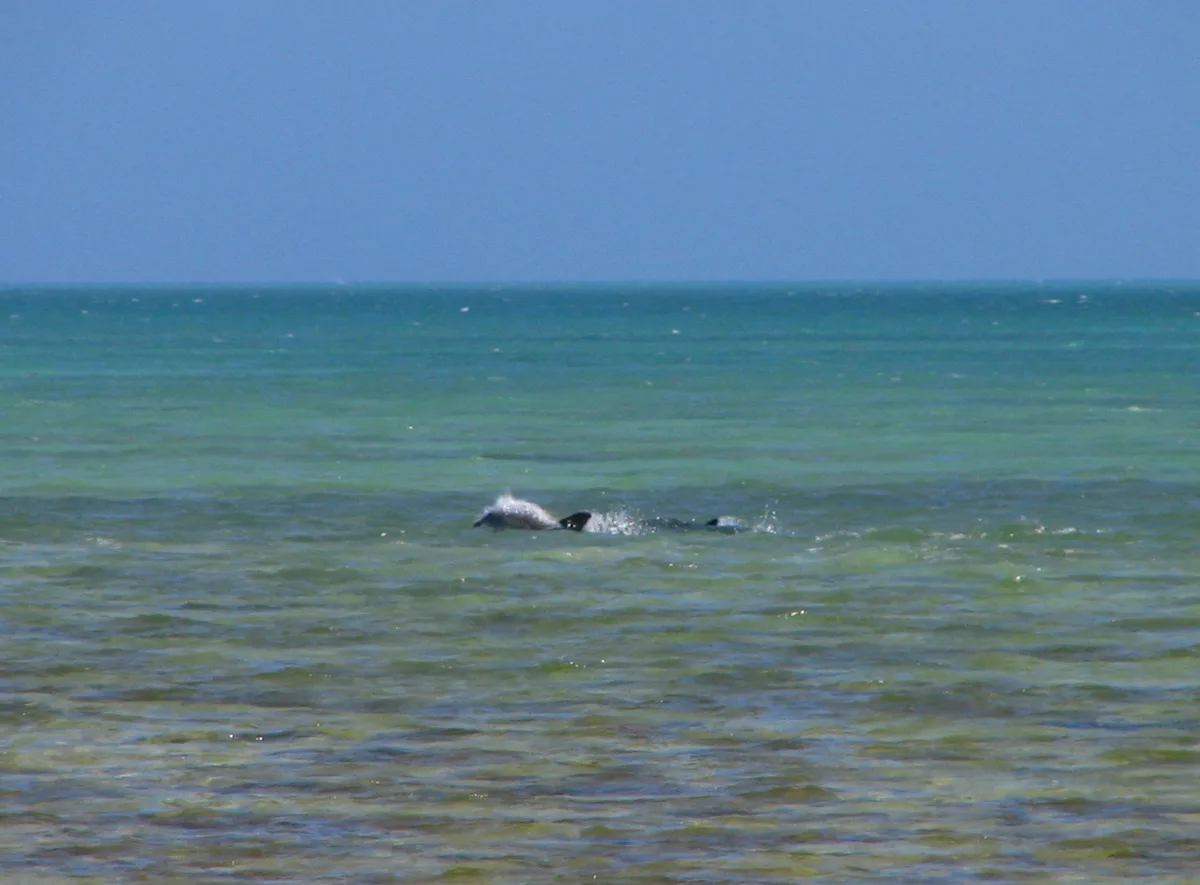 Bahia Honda State Park-Strand, Monroe County, Florida Keys, Vereinigte Staaten — 6