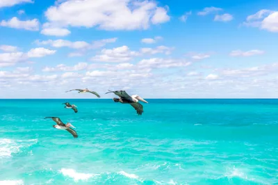 Pelican Cove Beach