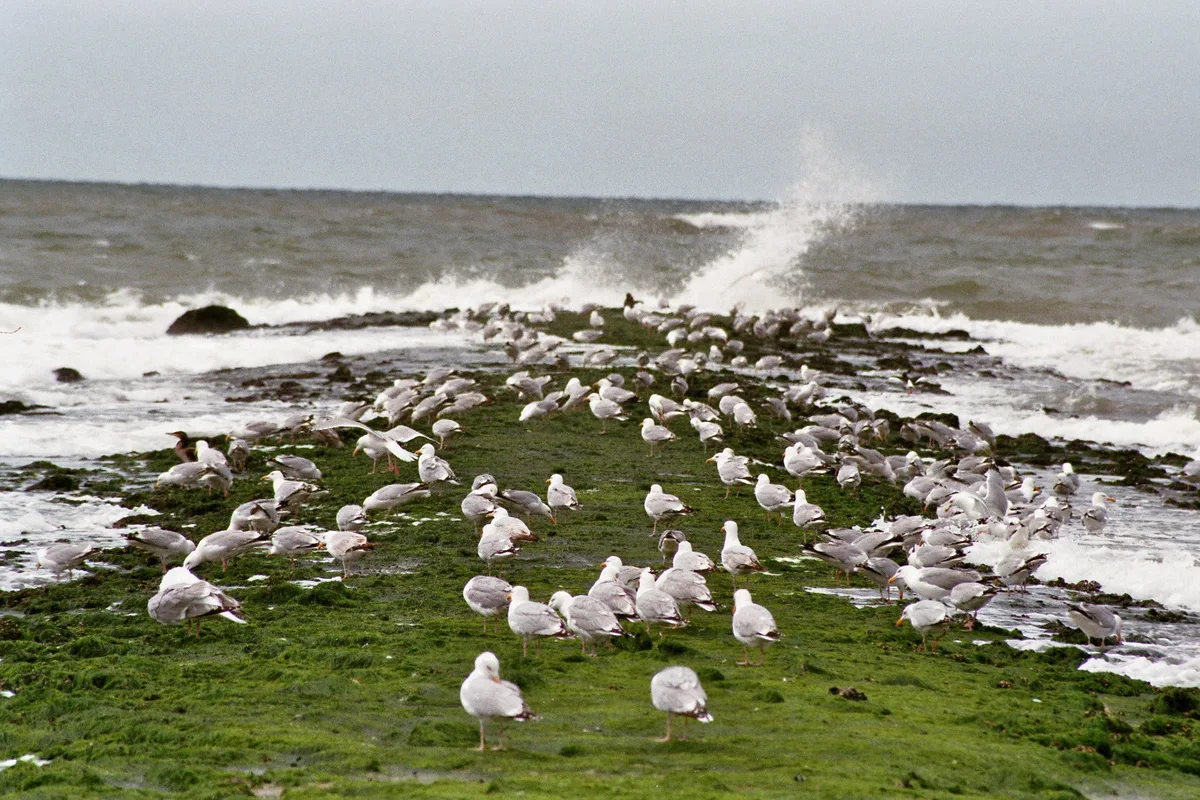 Paal 15 Beach, Texel, North Holland, Netherlands — 2