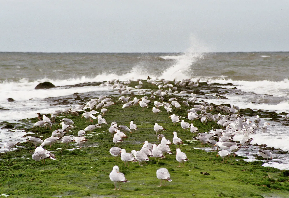 Paal 15 Beach, Texel, North Holland, Netherlands