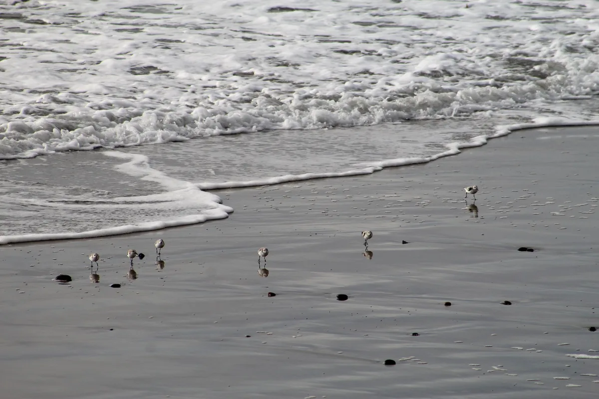 Fletcher Cove Beach, Solana Beach, California Coast, United States — 5