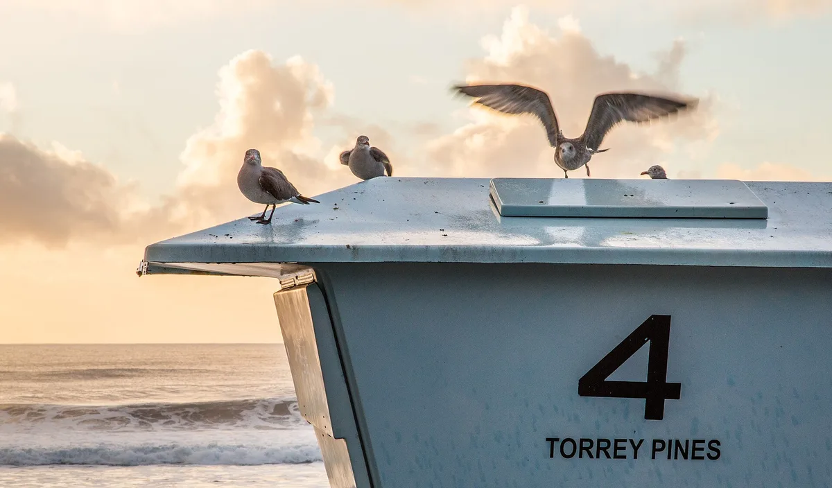 Torrey Pines State-strand, San Diego, California Coast, Verenigde Staten — 3