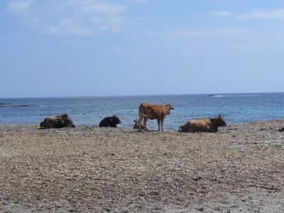 Playa de la Cala Genovese, Ersa, Corsica, Francia — 4