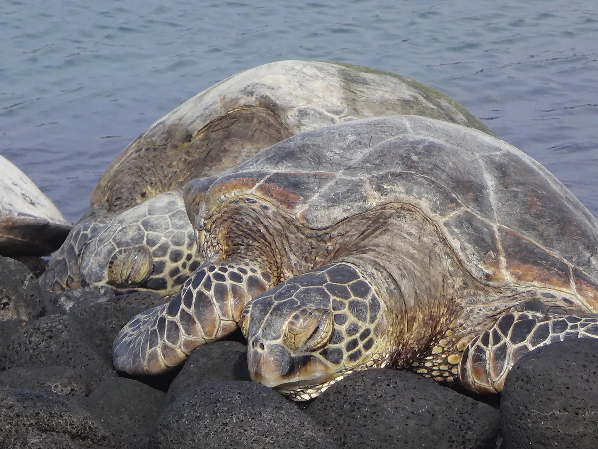 Kiholo Bay, North Kona, Hawaii, United States — 2