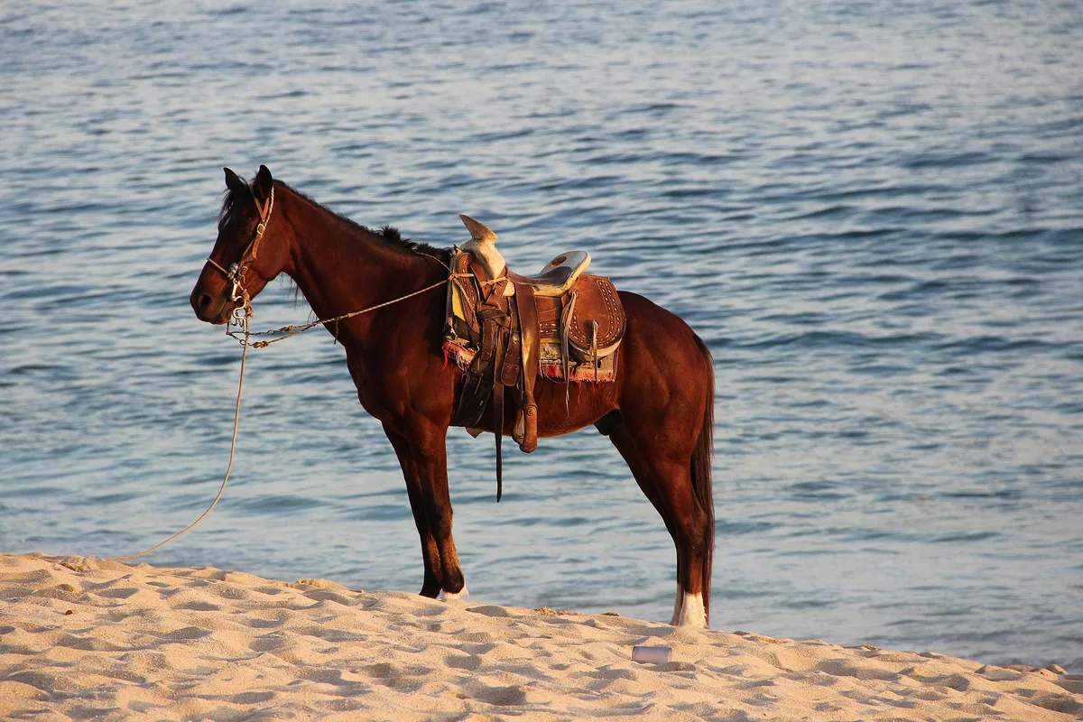 El Médano Beach, Los Cabos, Baja California Sur, Mexico — 5