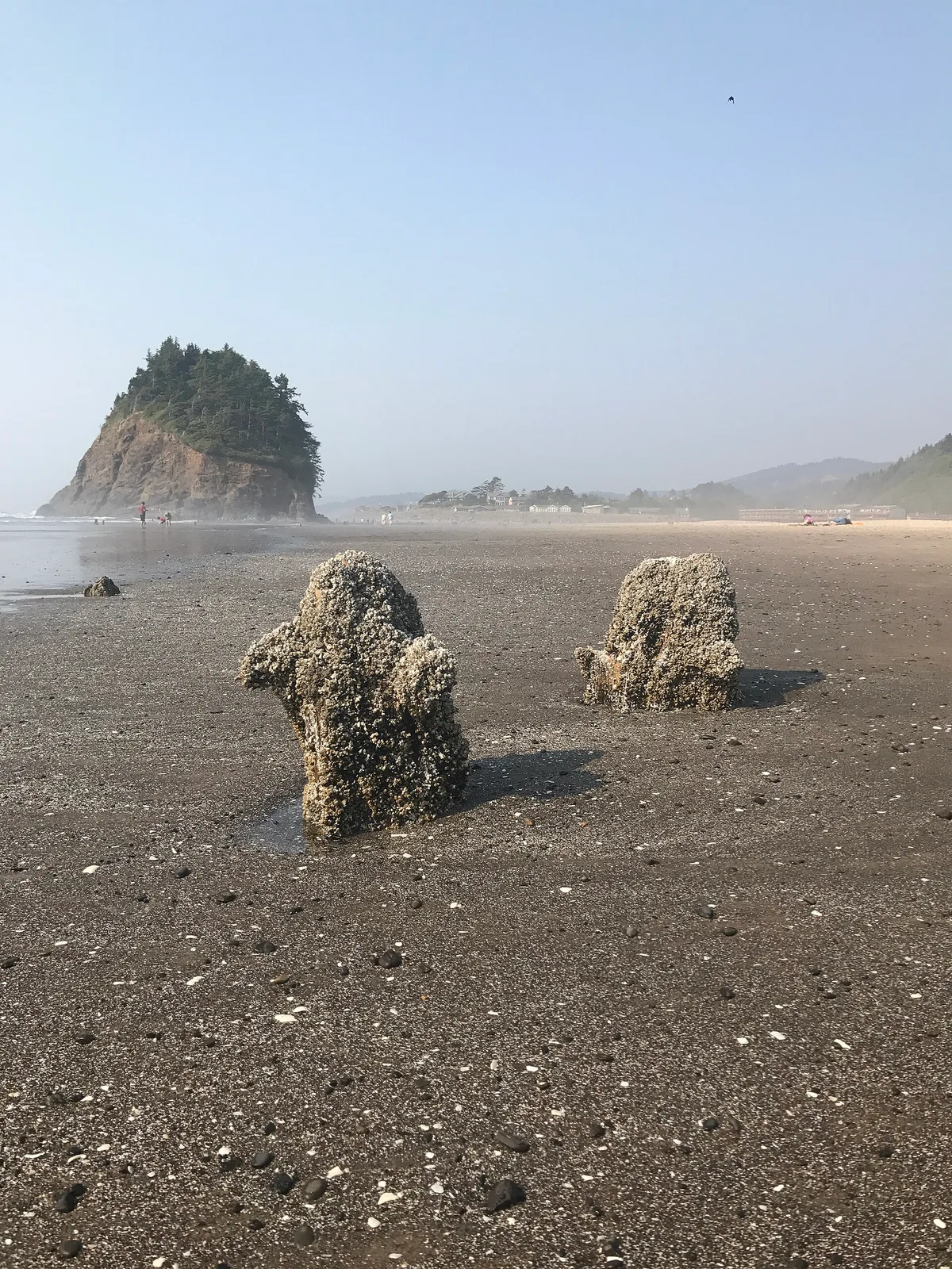 Proposal Rock Beach, Neskowin, Pacific Northwest, United States — 3