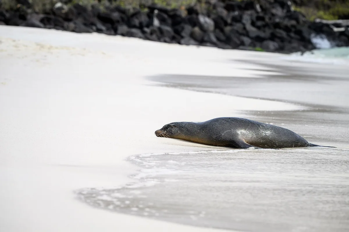 Gardner-strand, Española, Galápagos, Ecuador — 3