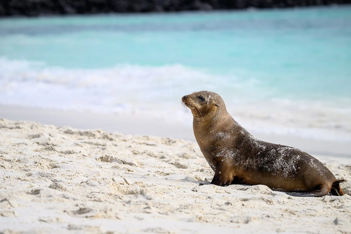 Gardner-strand, Española, Galápagos, Ecuador