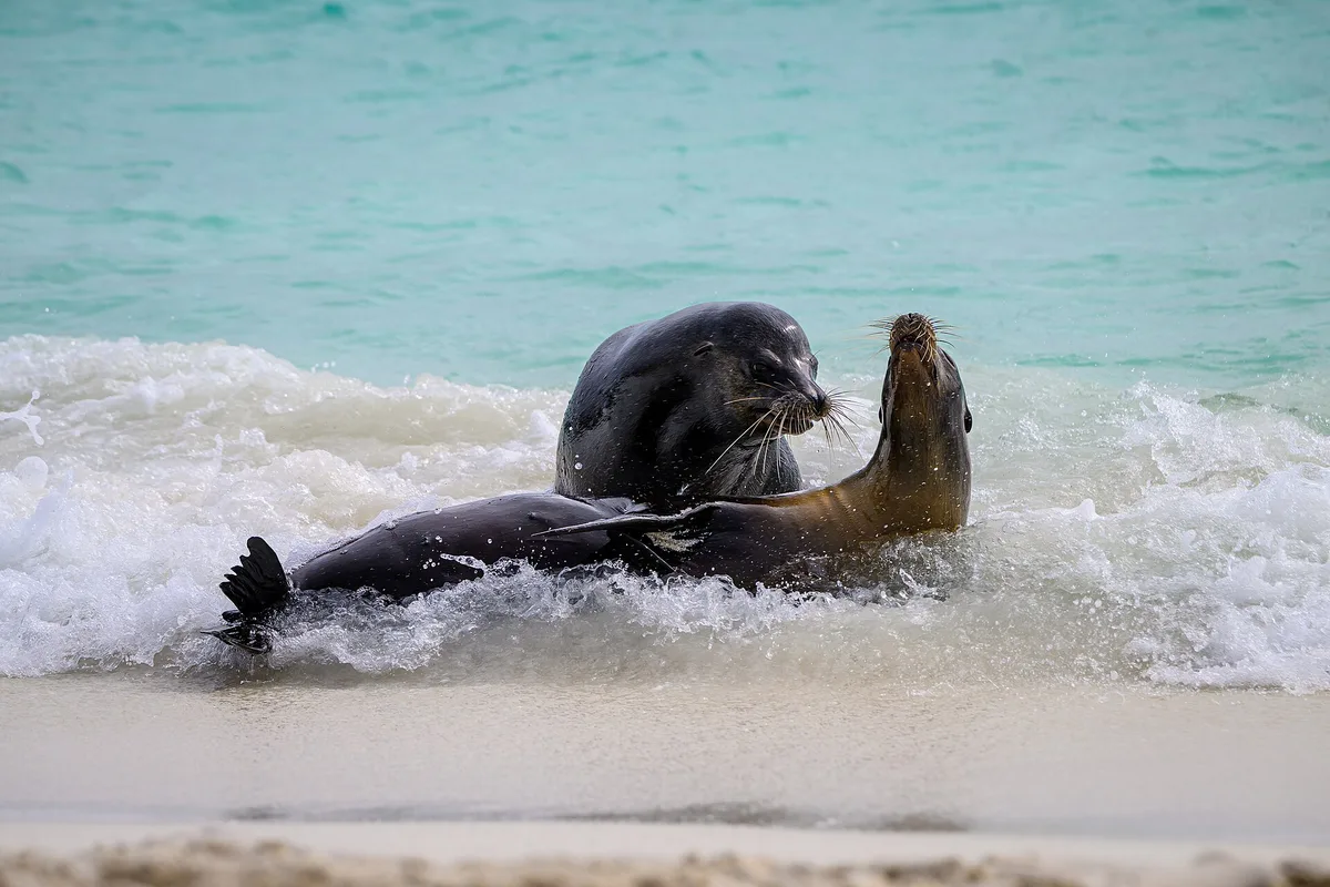 Gardner-strand, Española, Galápagos, Ecuador — 2