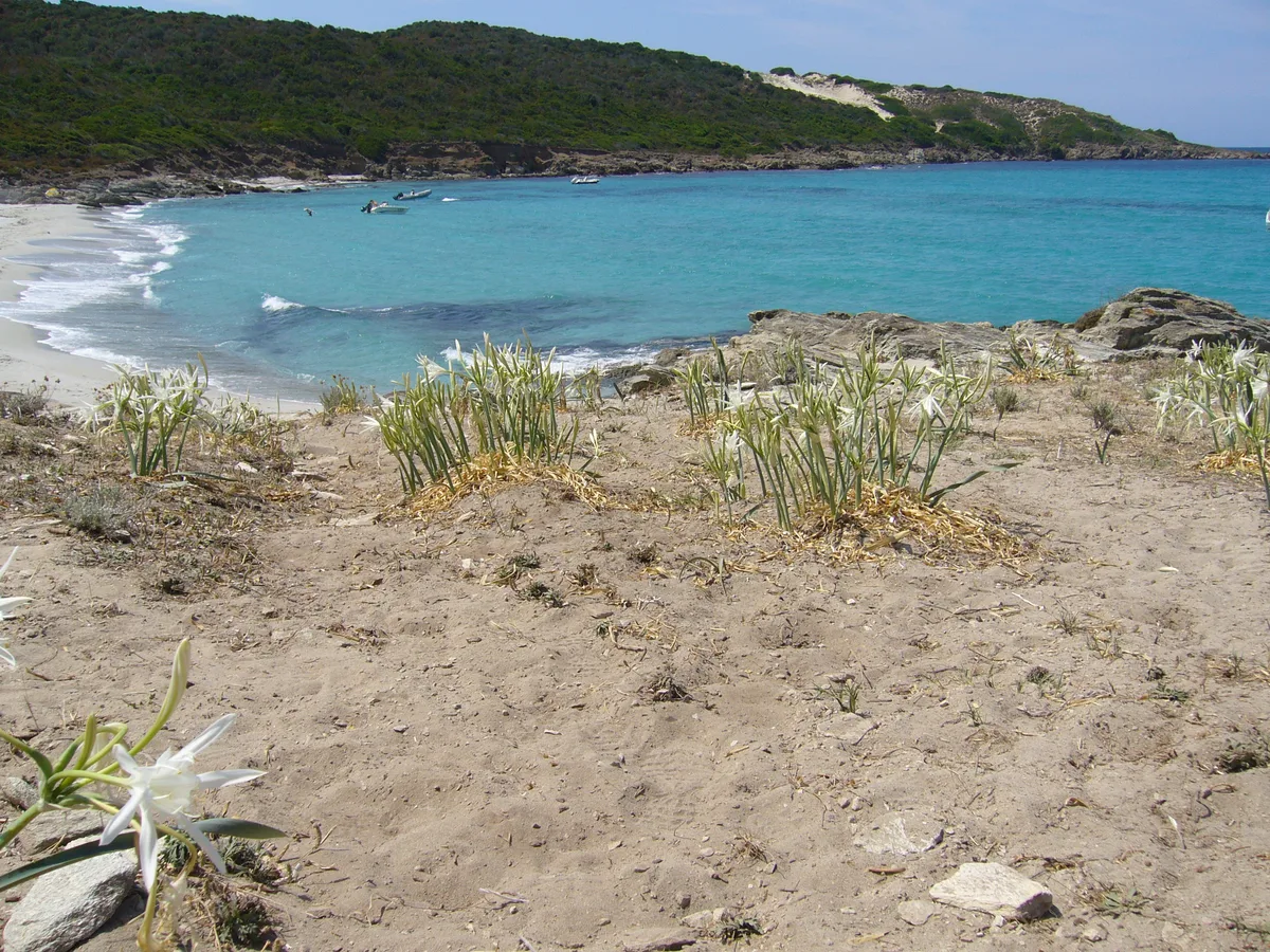 Trave Beach, Santo-Pietro-di-Tenda, Corse, France — 2