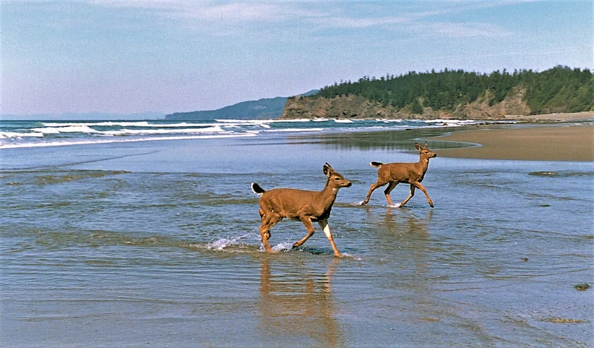 Shi Shi Beach, Clallam County, Pacific Northwest, United States — 3