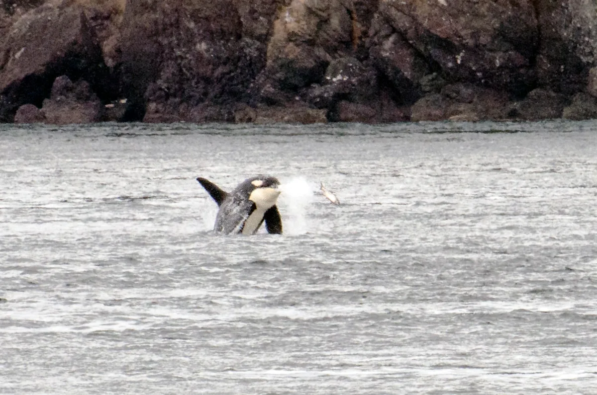 Deadman Bay, Friday Harbor, US Pacific Northwest, United States — 2