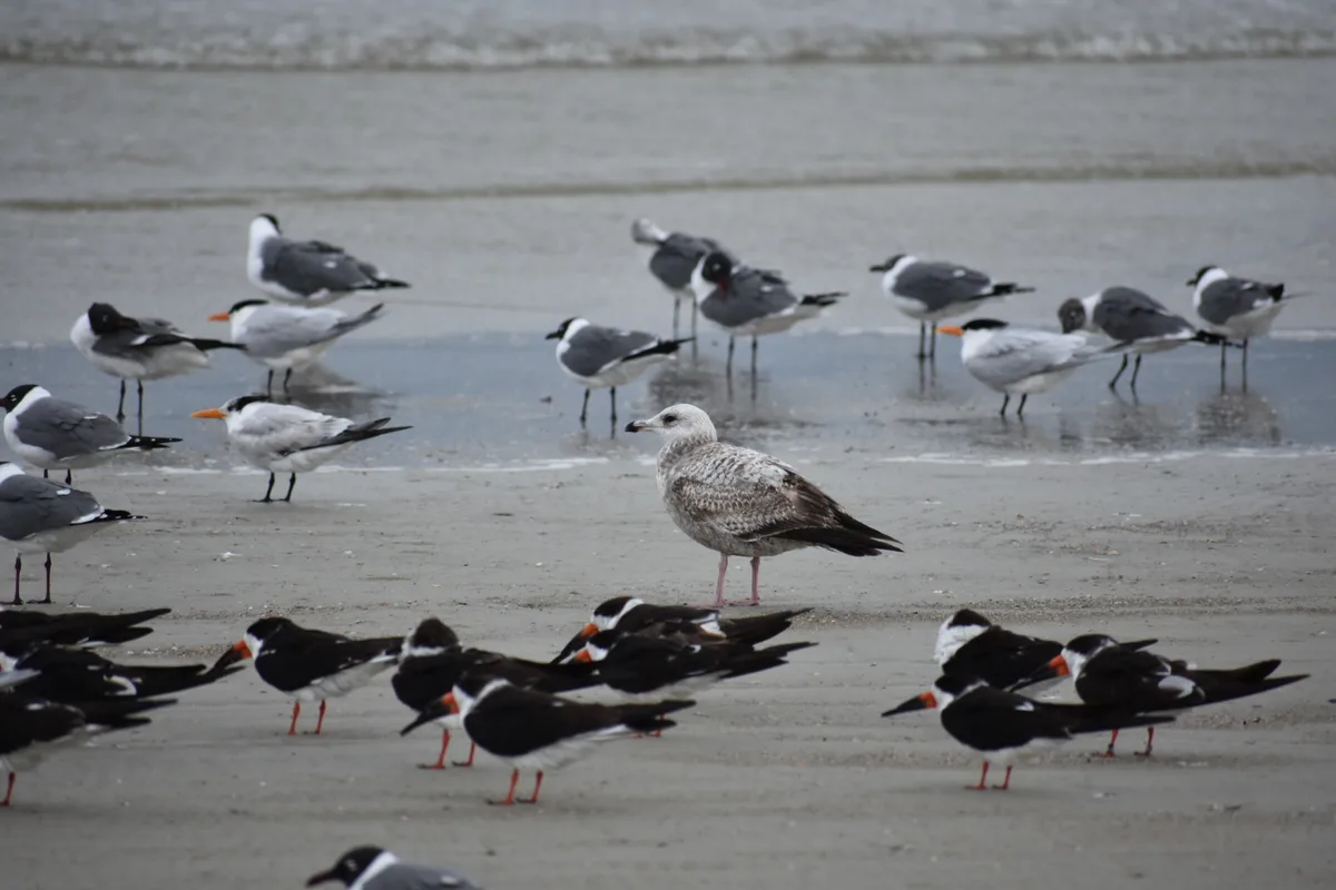 Tybee Island — Polk Street Beach Access, Tybee Island, US East Coast, Stati Uniti — 4