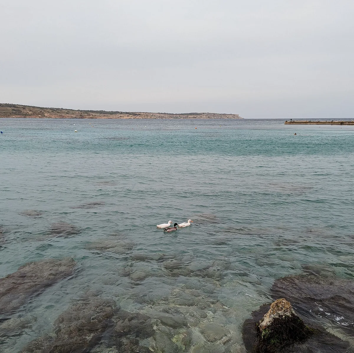 Mellieħa Bay-Strand, Mellieħa, Maltese Islands, Malta — 4