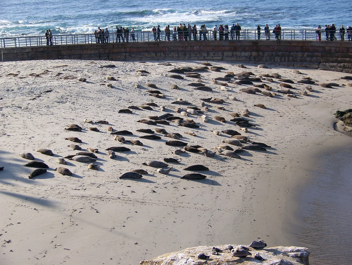Children's Pool Beach, San Diego, California Coast, United States — 4