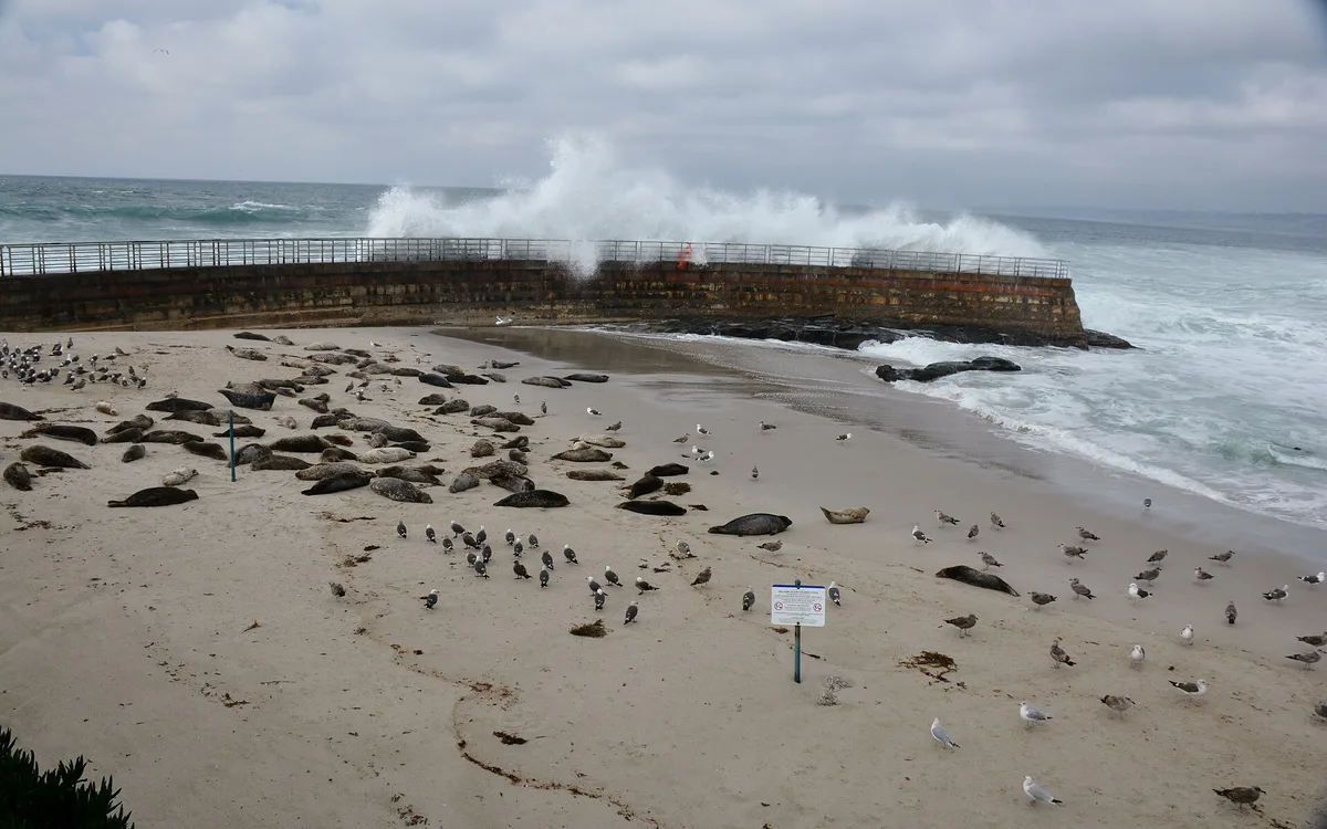 Children's Pool Beach, San Diego, California Coast, United States — 3