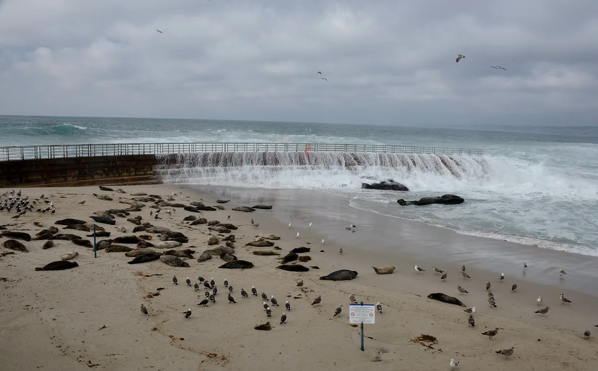 Children's Pool Beach, San Diego, California Coast, United States — 2
