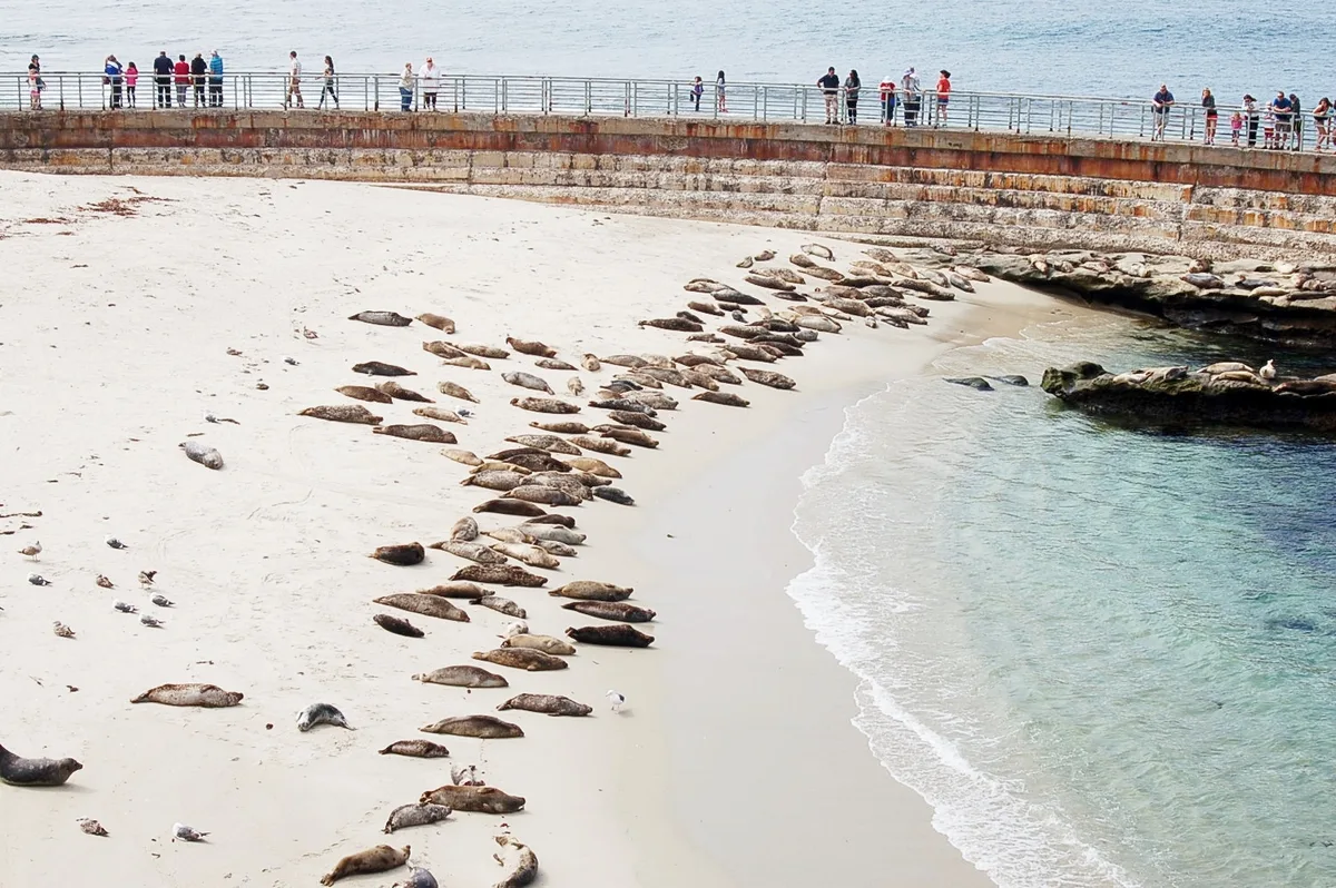 Children's Pool Beach, San Diego, California Coast, United States