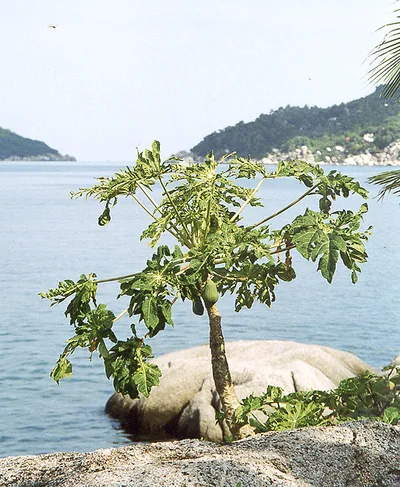 Kao Seng Beach, Ko Tao, Gulf of Thailand, Thailand — 4