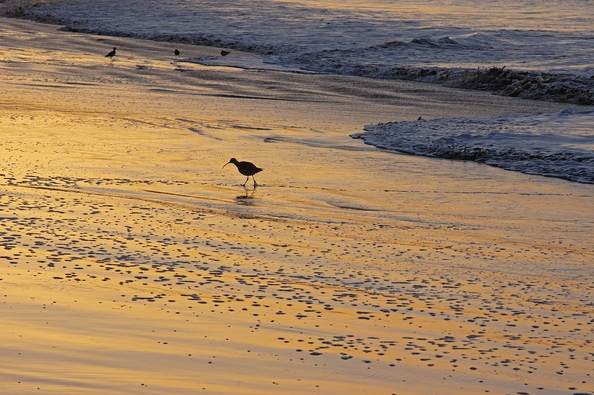 East Beach, Santa Barbara, California Coast, États-Unis — 3
