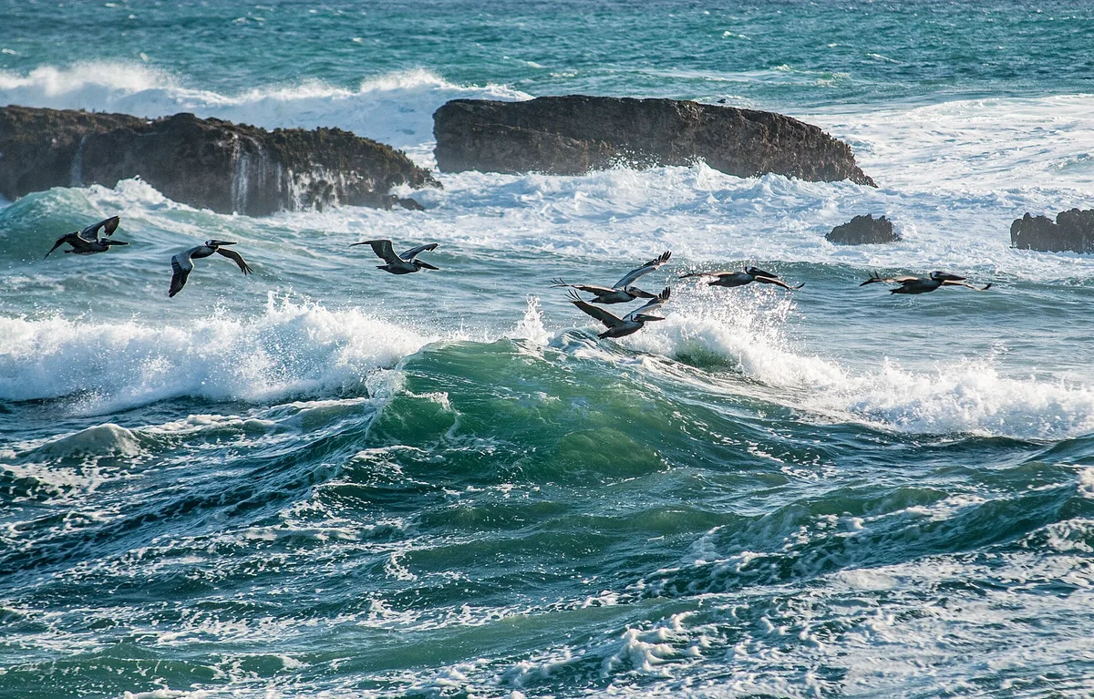 Stornetta Public Lands Beach, Point Arena, California Coast, United States — 5