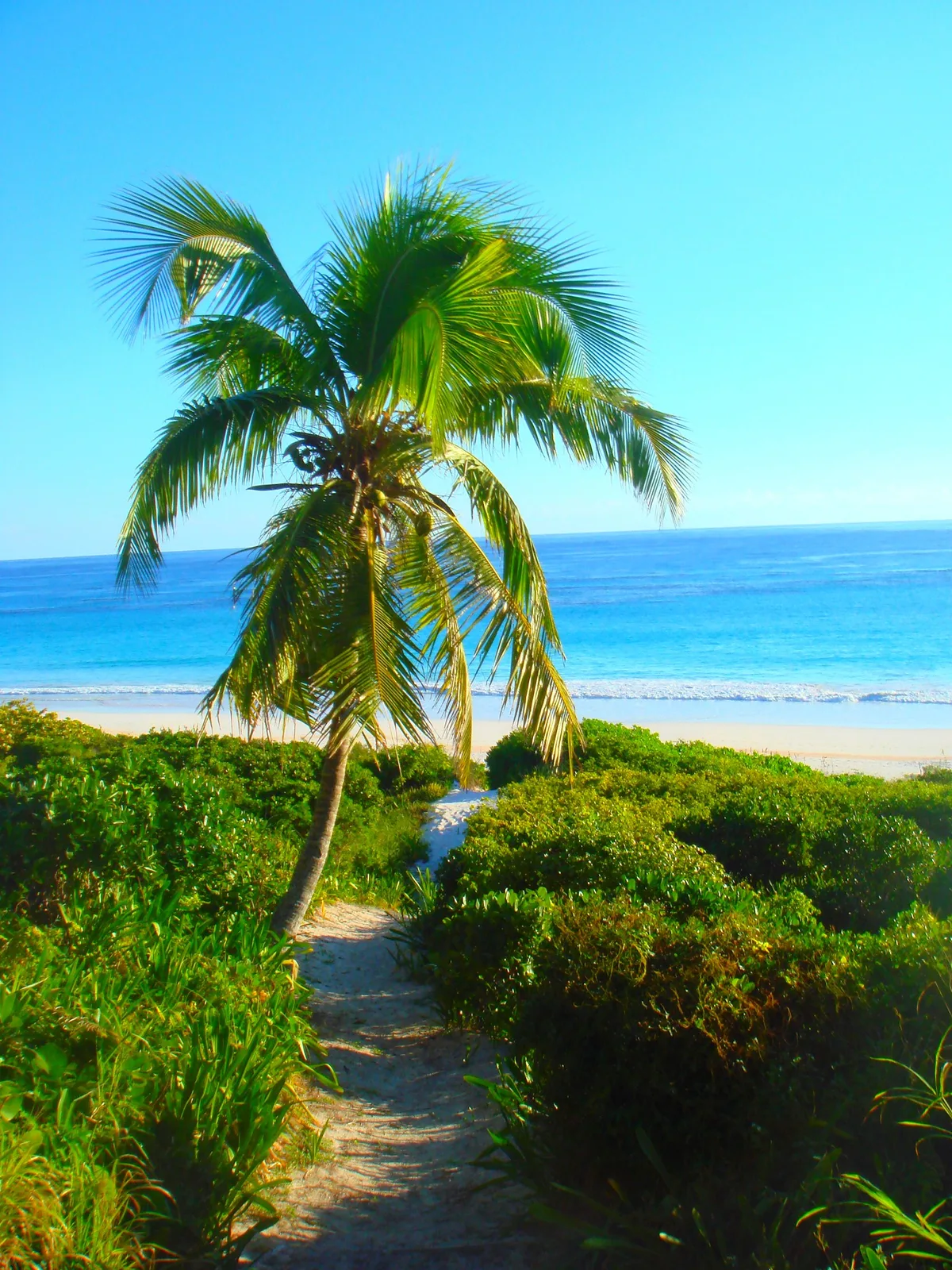 Pink Sand Beach, Dunmore Town, Lucayan Archipelago, Bahamas — 5