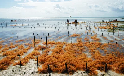 Uroa Beach