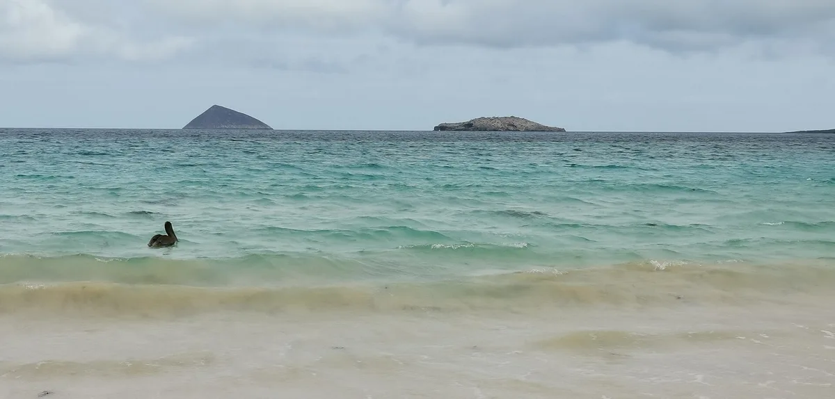 Punta Cormorant Beach, Floreana, Galápagos, Ecuador — 4