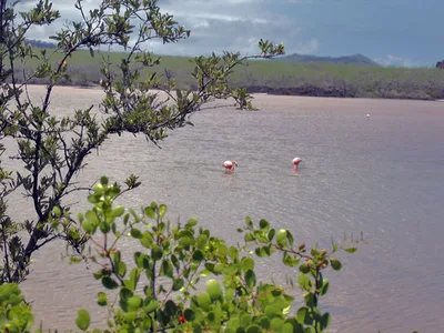 Punta Cormorant Beach, Floreana, Galápagos, Ecuador — 5