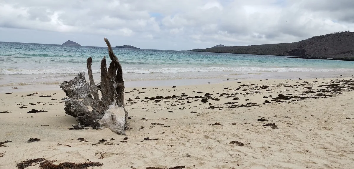 Punta Cormorant Beach, Floreana, Galápagos, Ecuador