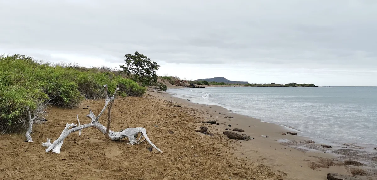 Punta Cormorant Beach, Floreana, Galápagos, Ecuador — 3