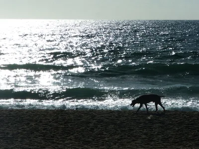 Solidão-Strand, Florianópolis, Brazilian Atlantic, Brasilien — 4