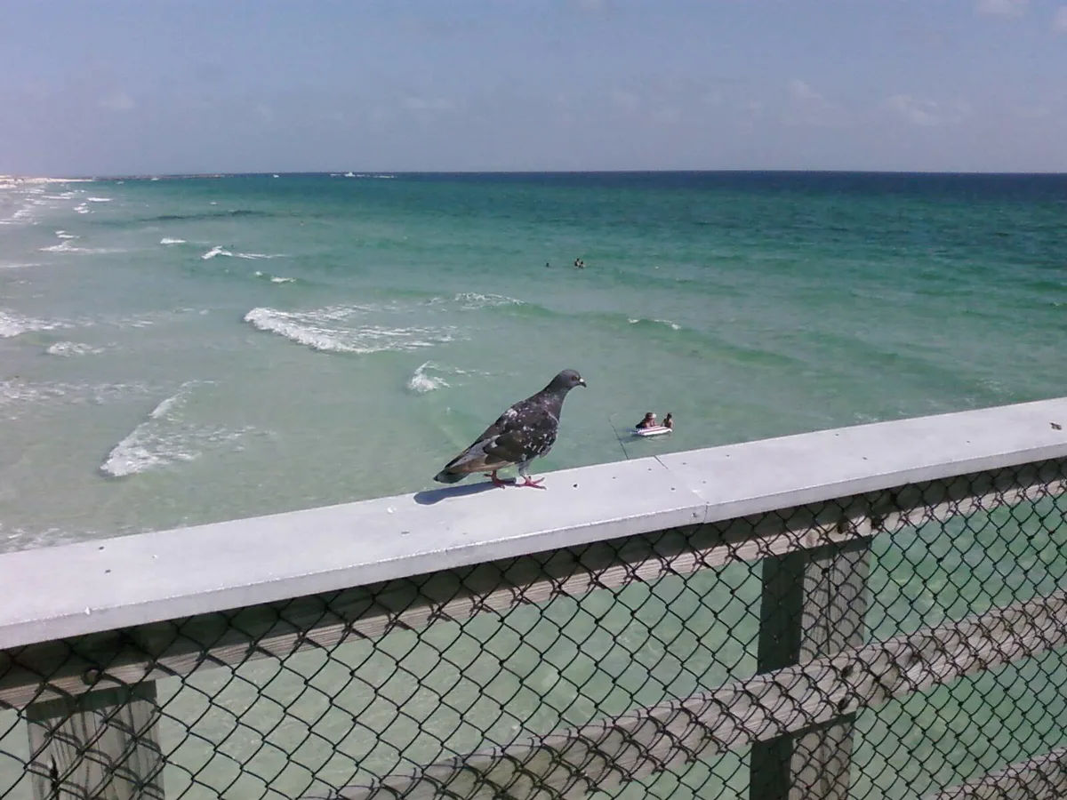 Spiaggia di St. Andrews State Park, Panama City Beach, Florida Panhandle, Stati Uniti — 5