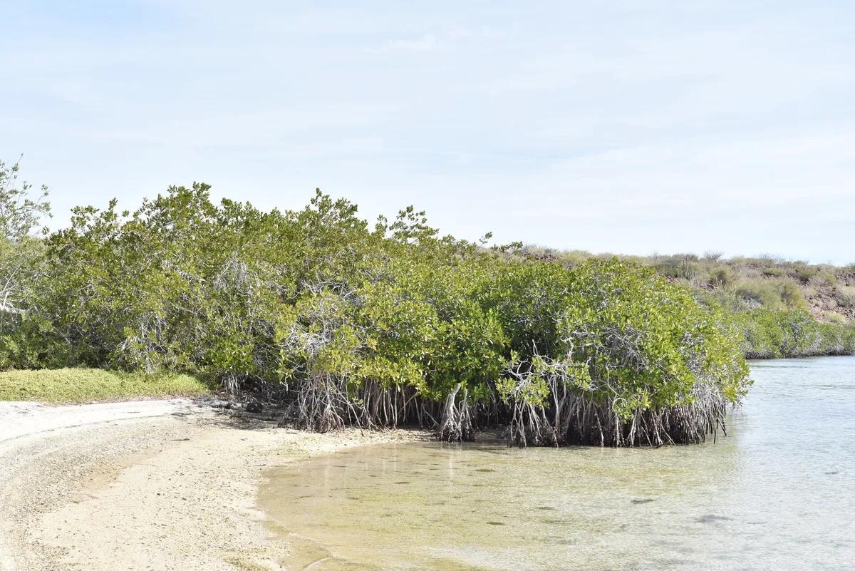 El Requesón Beach, Mulegé, Baja California Sur, Mexico — 3