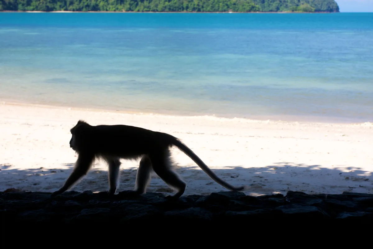 Teluk Datai Beach, Mukim Ayer Hangat, Andaman Sea, Malaysia — 5