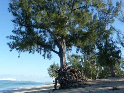 Spiaggia dell'Hermitage, Saint-Paul, Réunion, Francia — 3