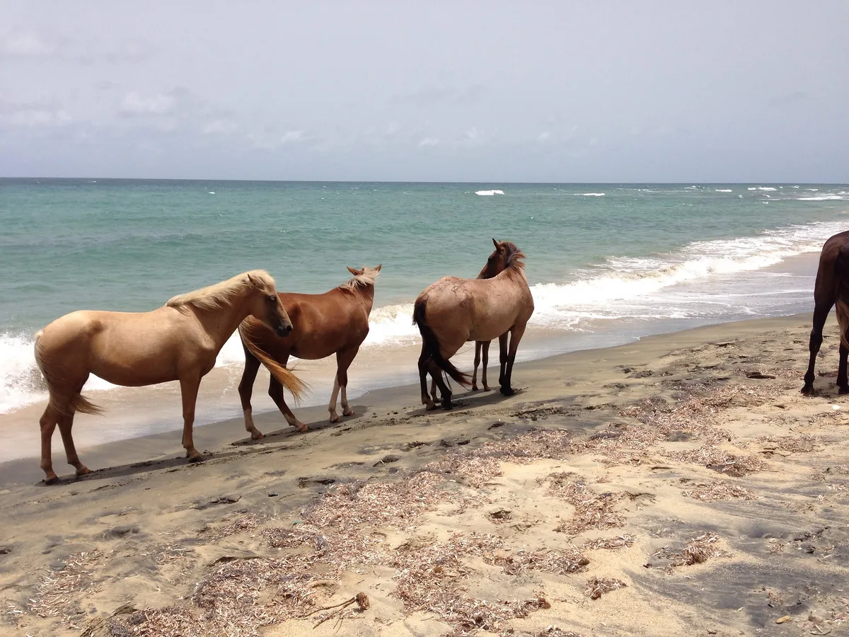 Negra Beach, Isabel Segunda, Greater Antilles, Puerto Rico — 2