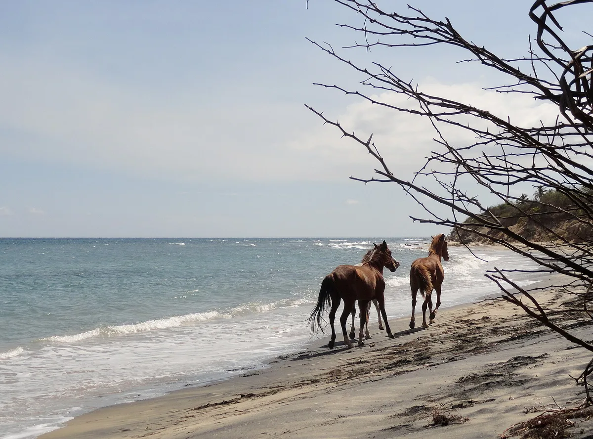 Negra Beach, Isabel Segunda, Greater Antilles, Puerto Rico