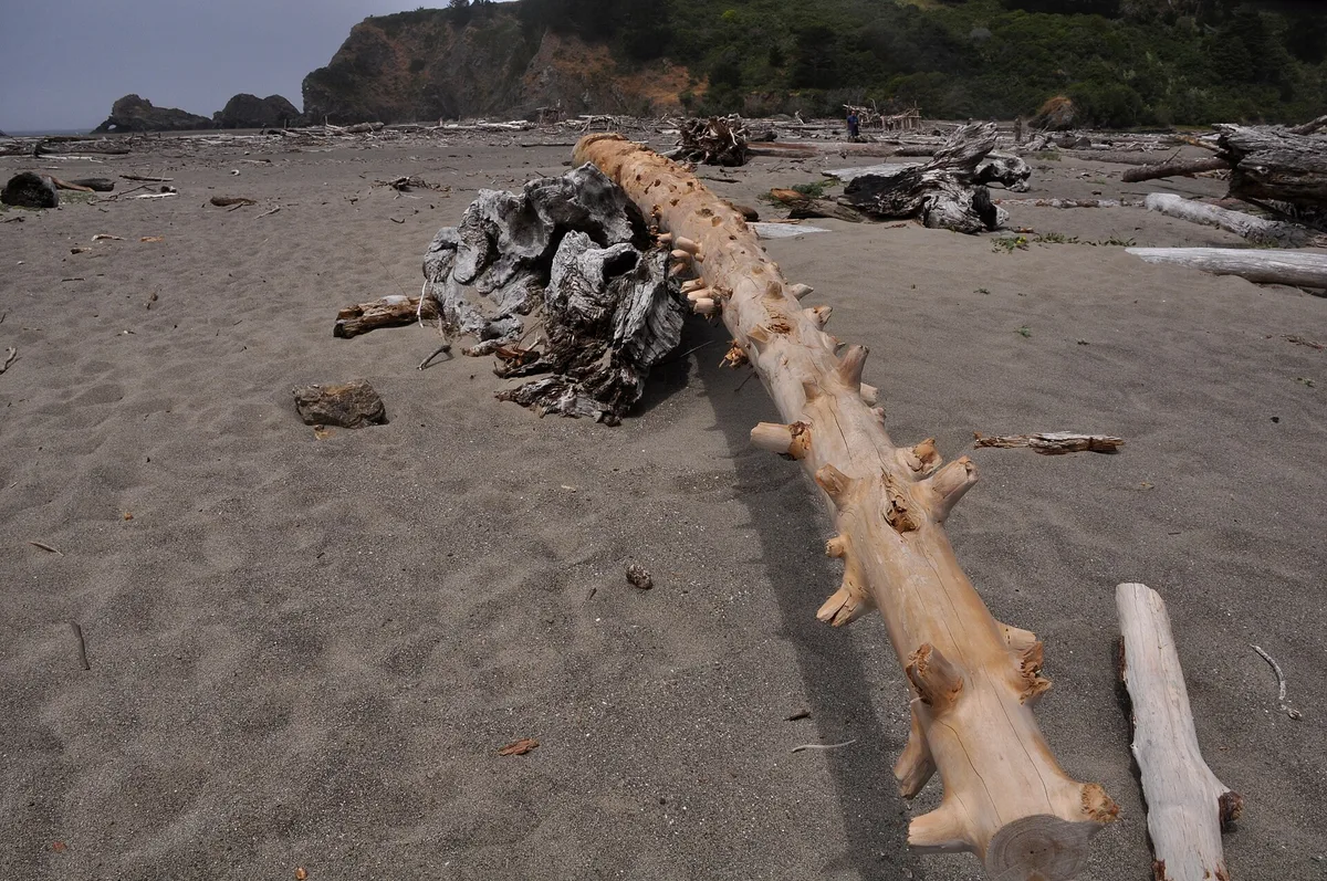 Navarro Beach, Albion, California Coast, United States — 4