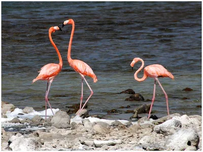 Spiaggia di Boca Slagbaai, Rincon, Dutch Caribbean, Caribbean Netherlands — 5