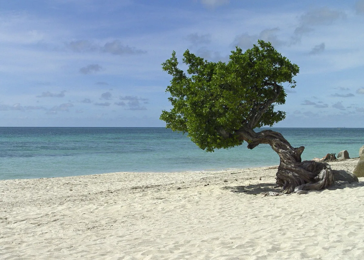 Eagle Beach, Noord, Lesser Antilles, Aruba — 3