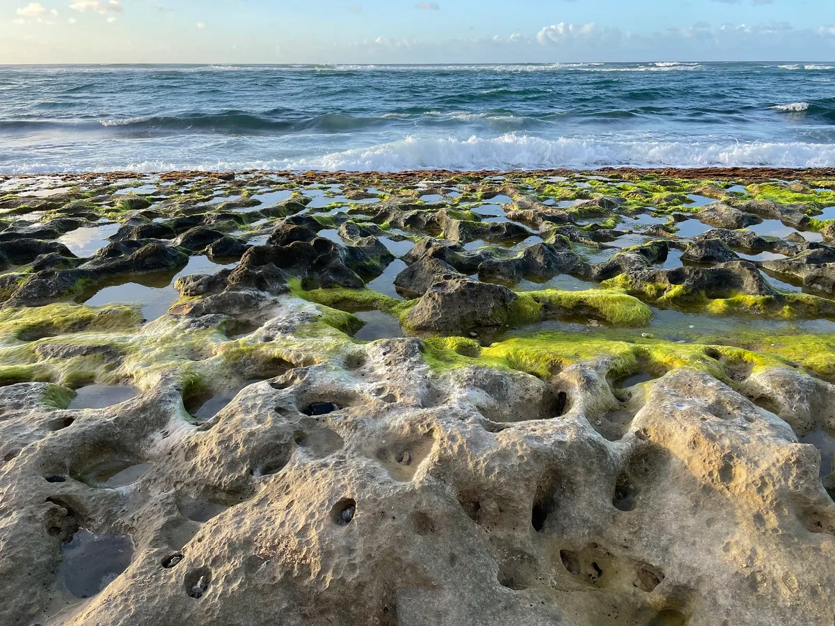 Laniakea Beach, Haleiwa, Hawaii, United States — 6