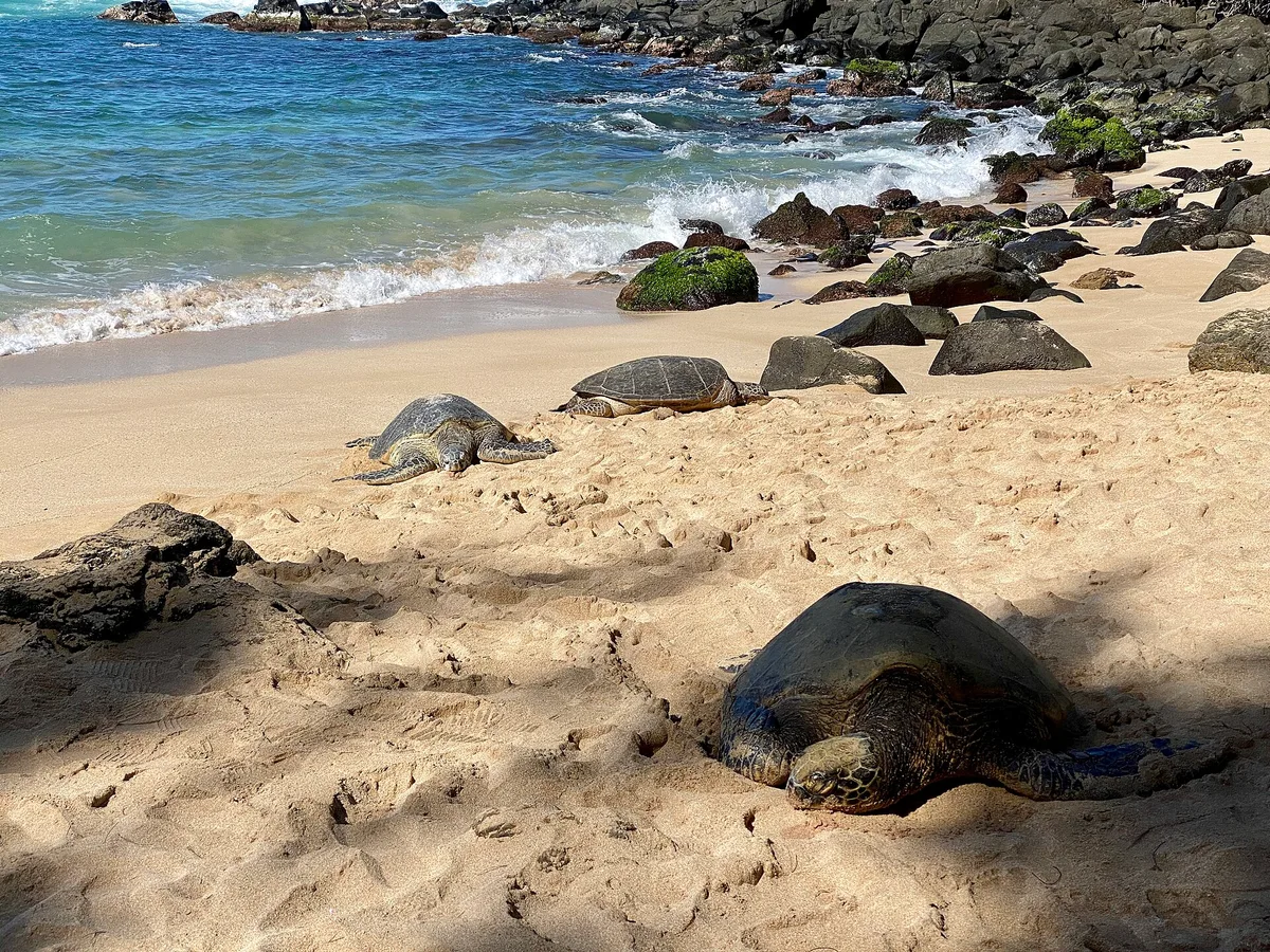 Laniakea Beach, Haleiwa, Hawaii, United States — 2